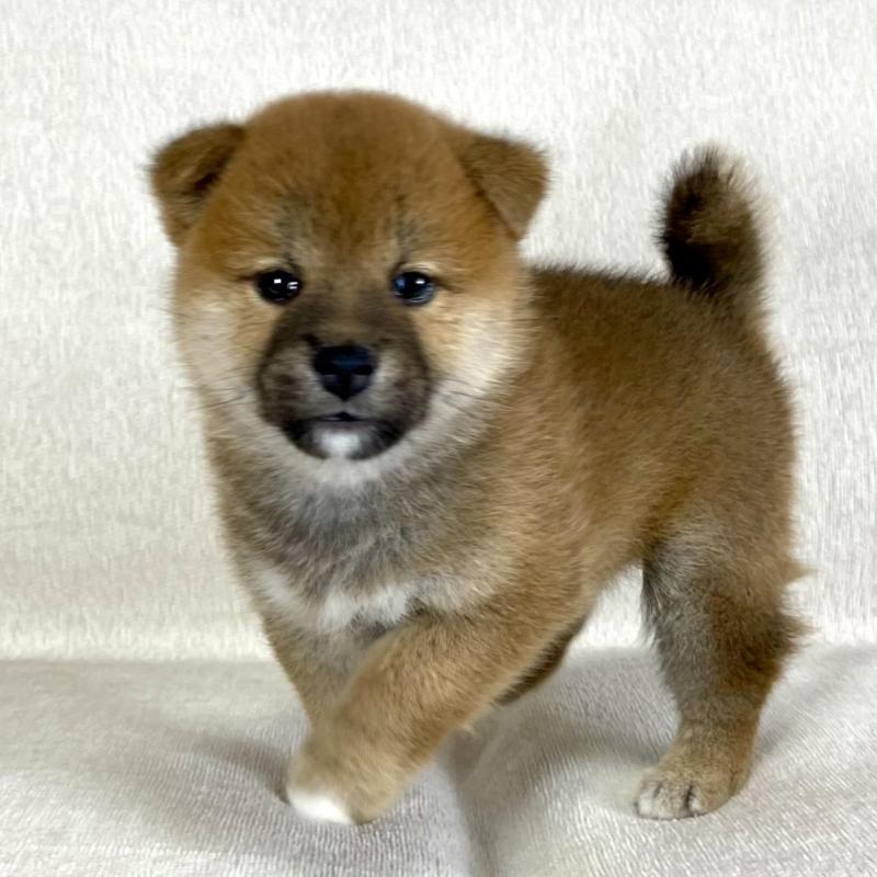販売中の茨城県の柴犬-417364の9枚目
