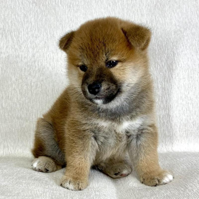 販売中の茨城県の柴犬-417364の8枚目