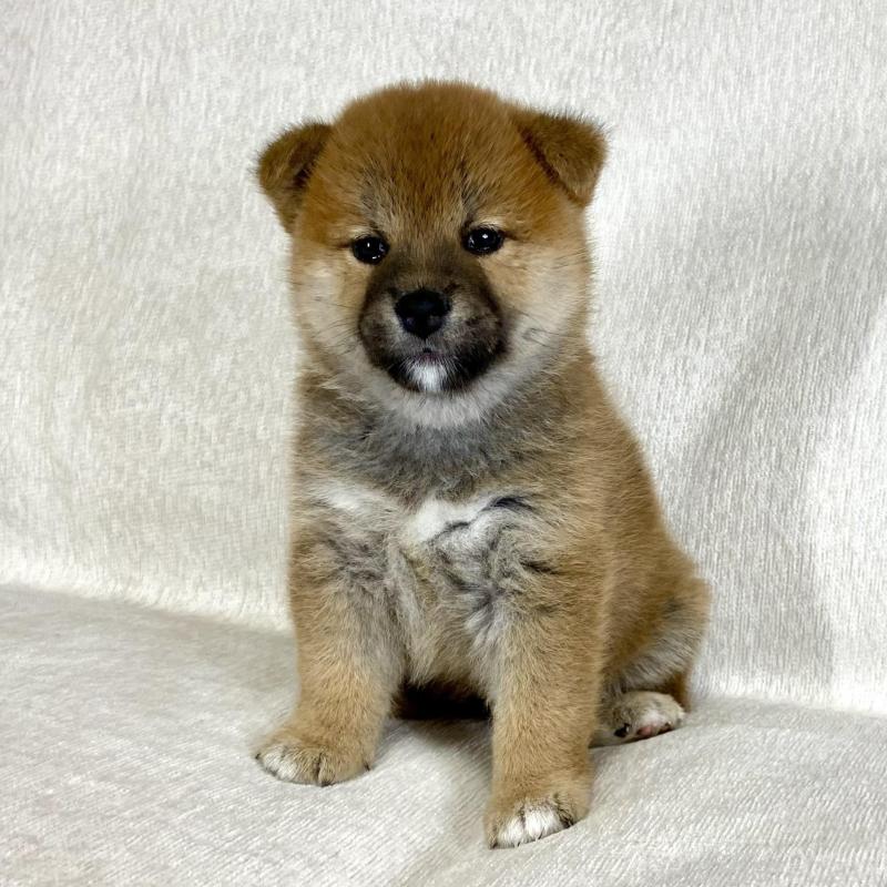 販売中の茨城県の柴犬-417364の7枚目