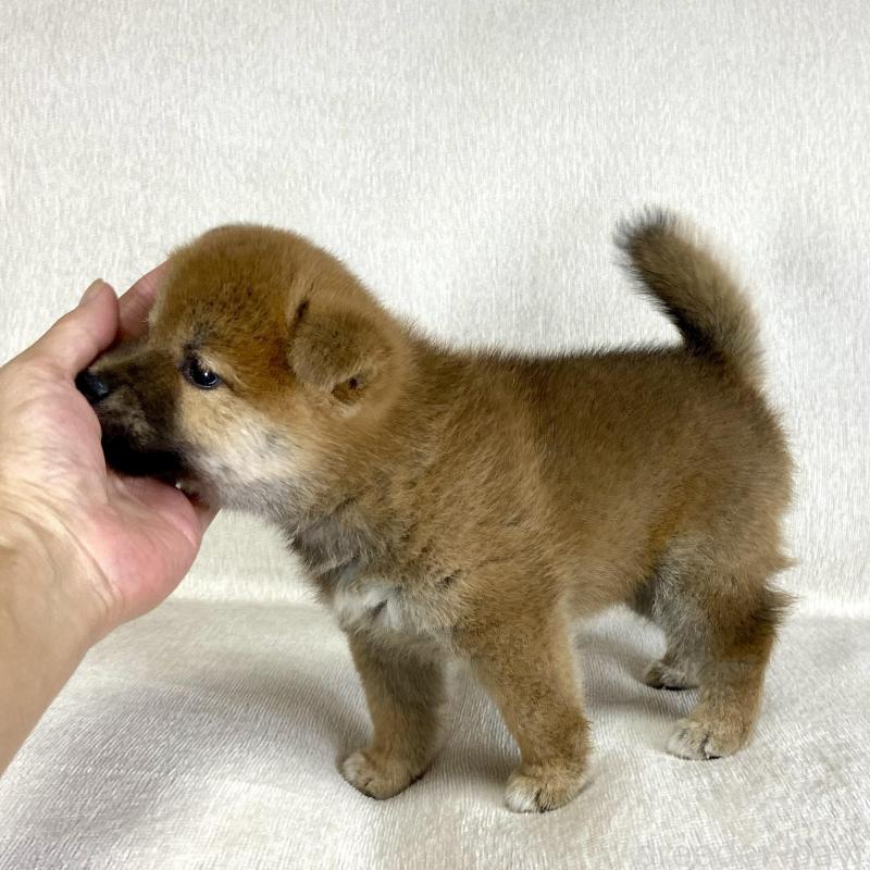 販売中の茨城県の柴犬-417364の6枚目