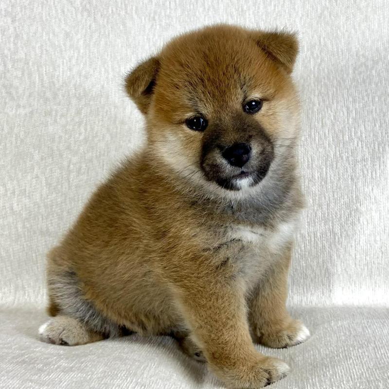 販売中の茨城県の柴犬-417364の5枚目