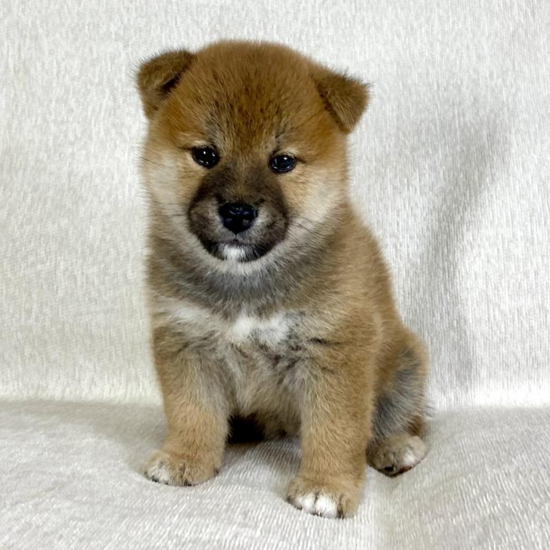 販売中の茨城県の柴犬-417364の4枚目