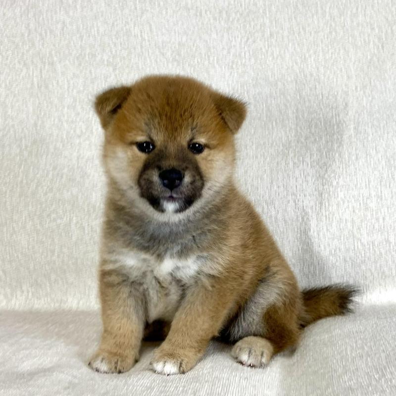 販売中の茨城県の柴犬-417364の1枚目