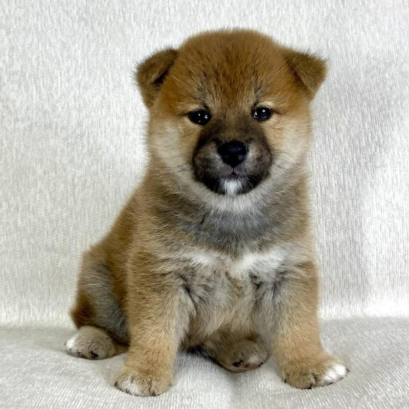 販売中の茨城県の柴犬-417364の3枚目