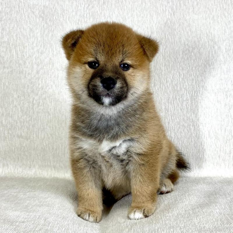 販売中の茨城県の柴犬-417364の2枚目
