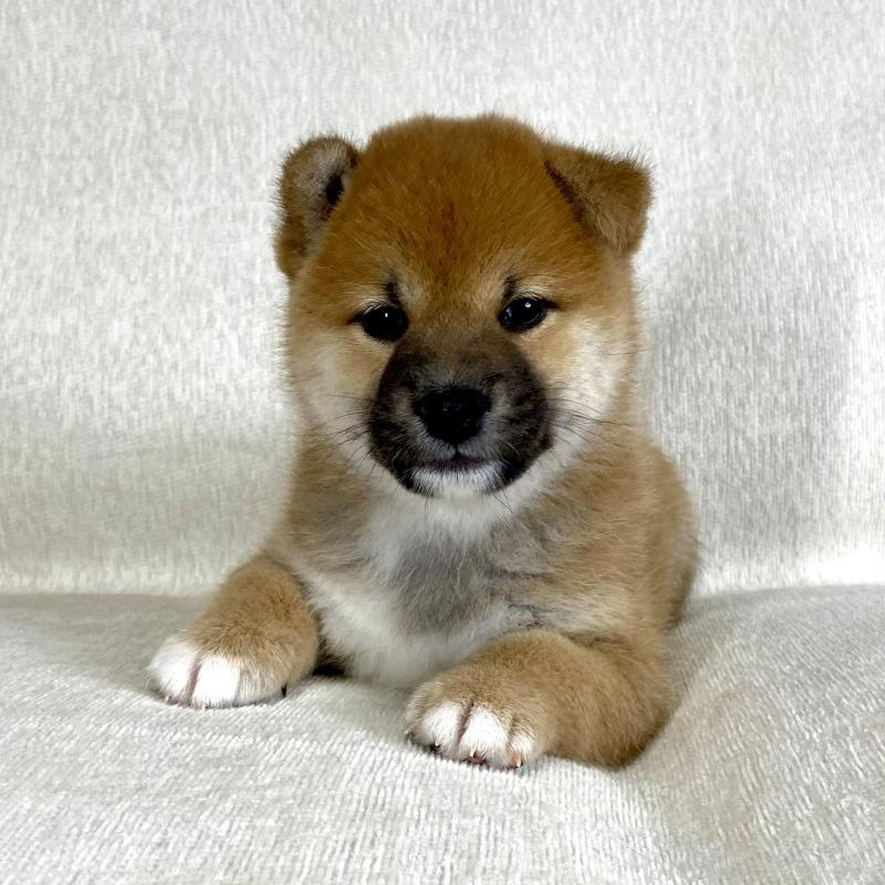 販売中の茨城県の柴犬-417366の10枚目