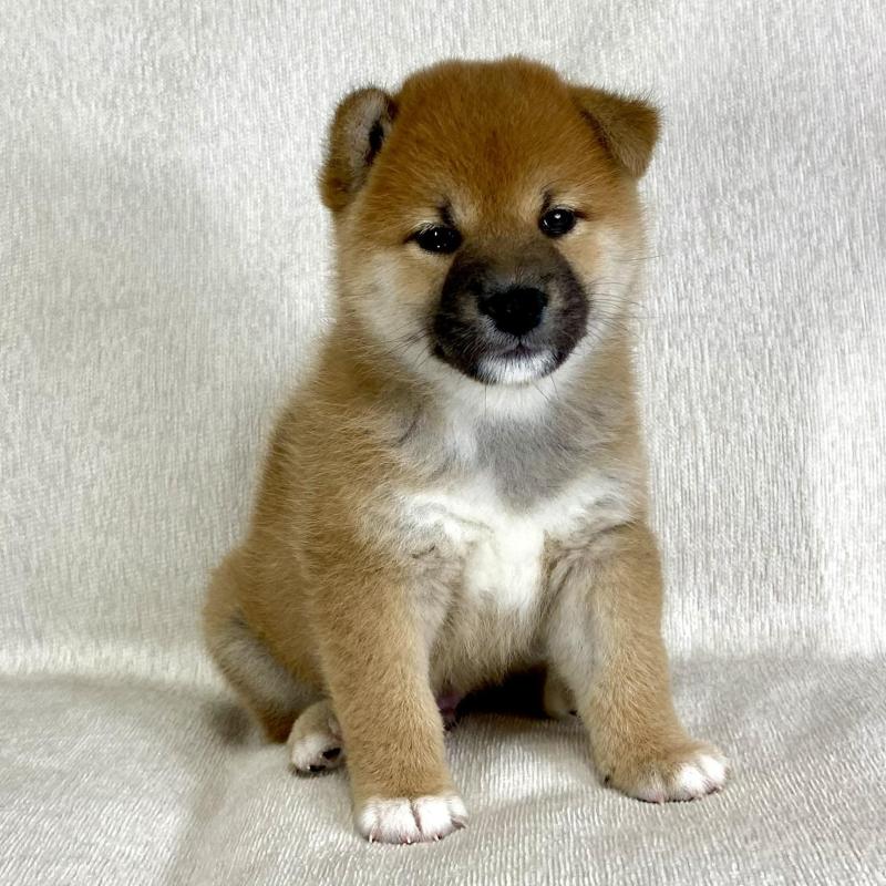 販売中の茨城県の柴犬-417366の9枚目