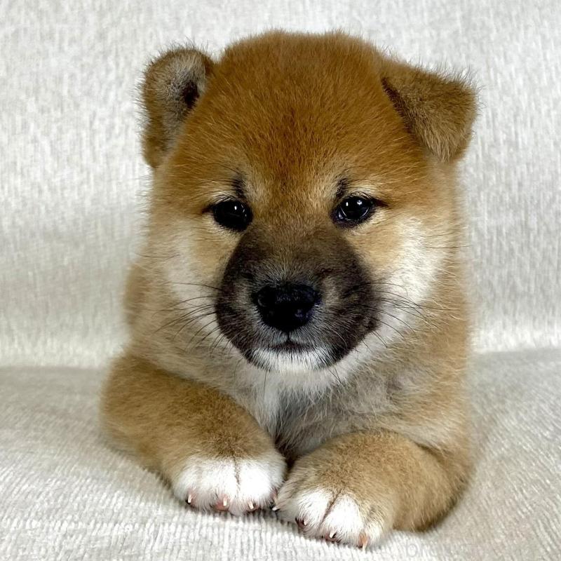 販売中の茨城県の柴犬-417366
