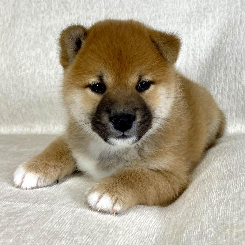販売中の茨城県の柴犬-417366の8枚目