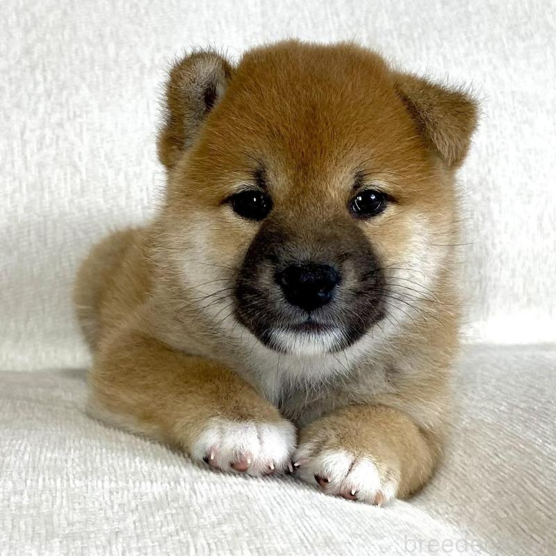 販売中の茨城県の柴犬-417366の7枚目