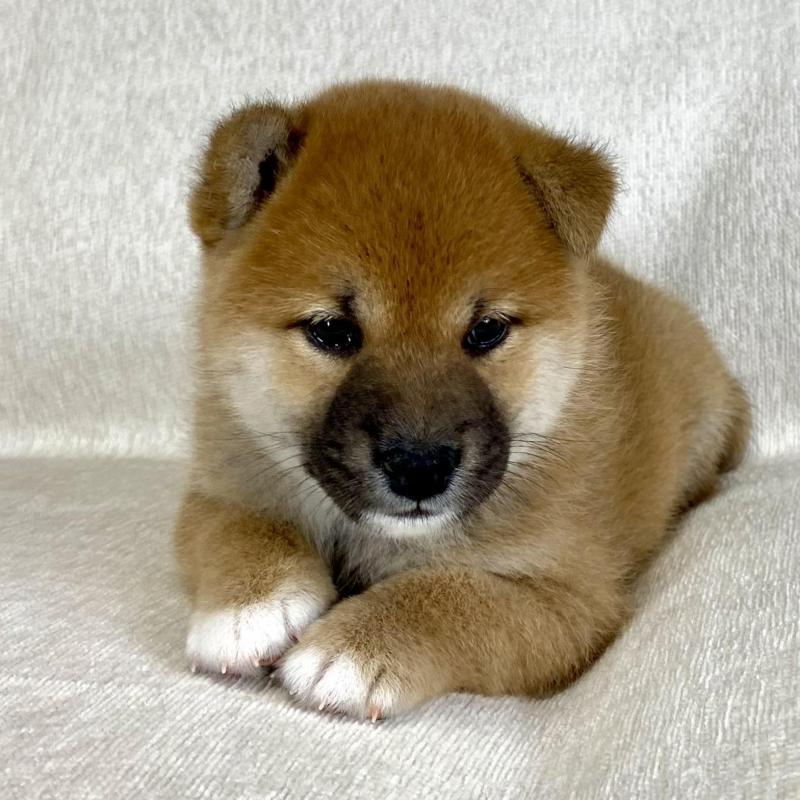 販売中の茨城県の柴犬-417366の6枚目