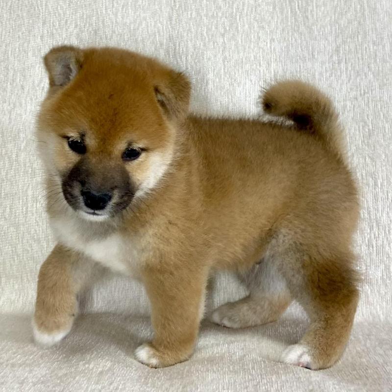 販売中の茨城県の柴犬-417366の5枚目