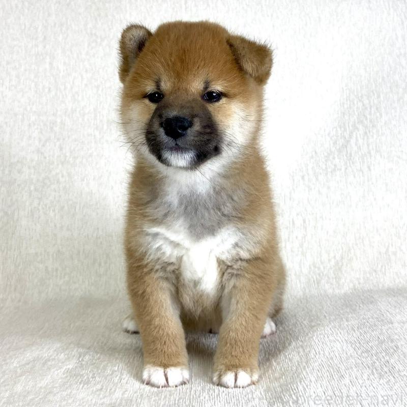 販売中の茨城県の柴犬-417366の3枚目