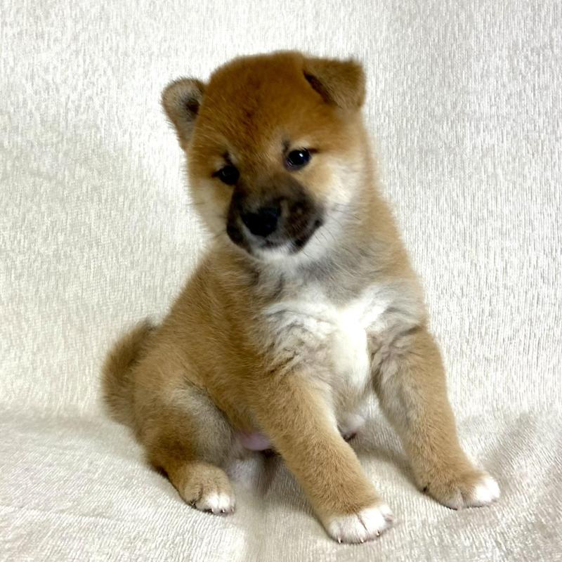 販売中の茨城県の柴犬-417366の2枚目