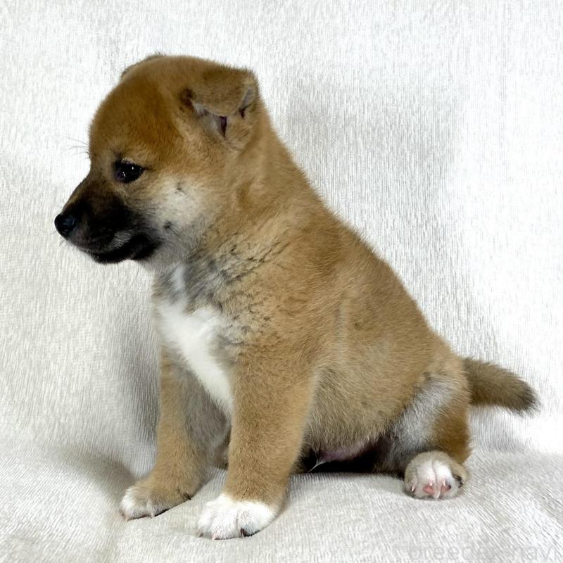 販売中の茨城県の柴犬-417367の10枚目