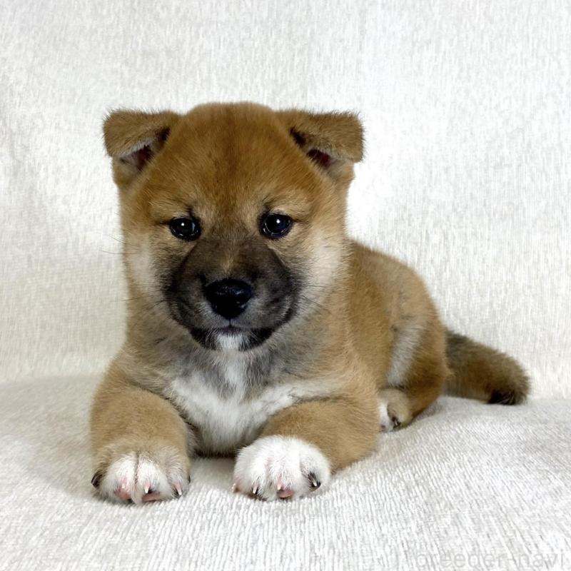 販売中の茨城県の柴犬-417367の9枚目