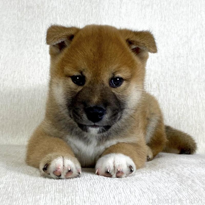 販売中の茨城県の柴犬-417367の8枚目