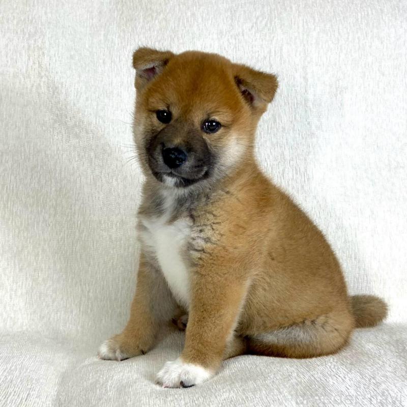販売中の茨城県の柴犬-417367の7枚目