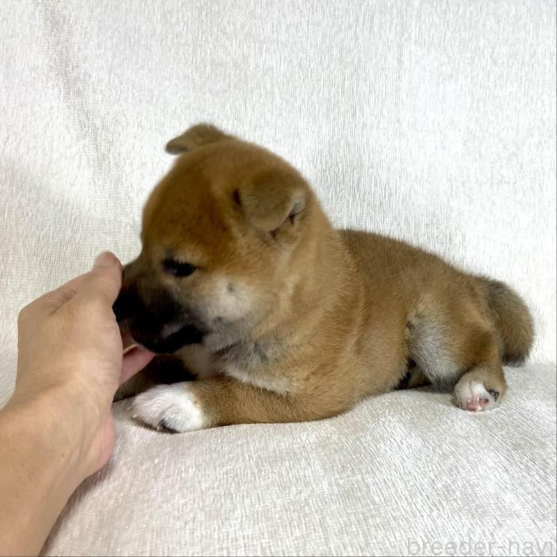 販売中の茨城県の柴犬-417367の6枚目