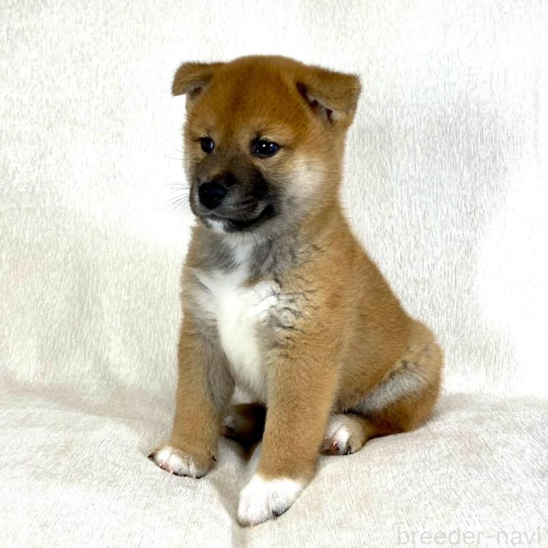 販売中の茨城県の柴犬-417367の5枚目