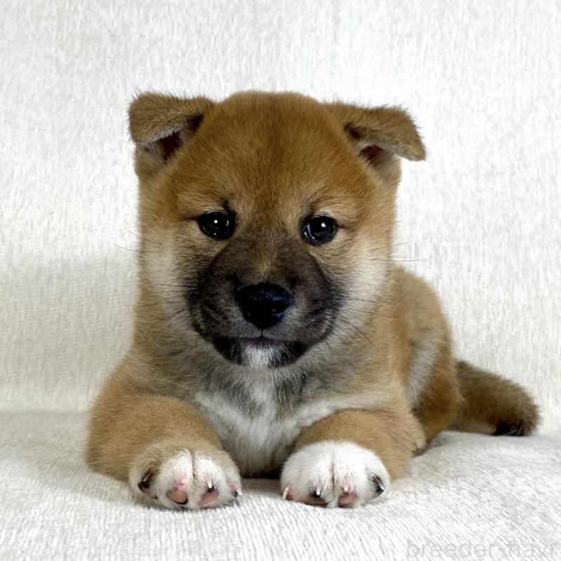販売中の茨城県の柴犬-417367の4枚目