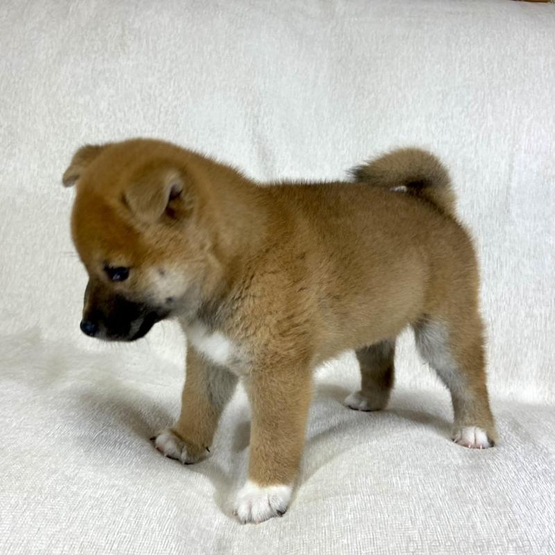 販売中の茨城県の柴犬-417367の3枚目