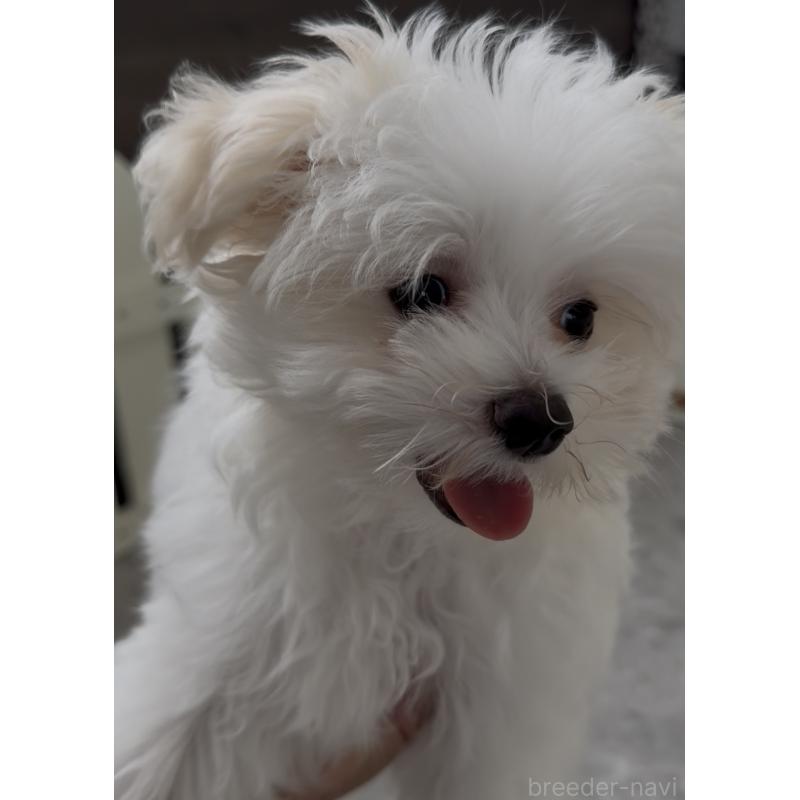 成約済の福岡県のポメマル:ポメラニアン×マルチーズ-407170の4枚目