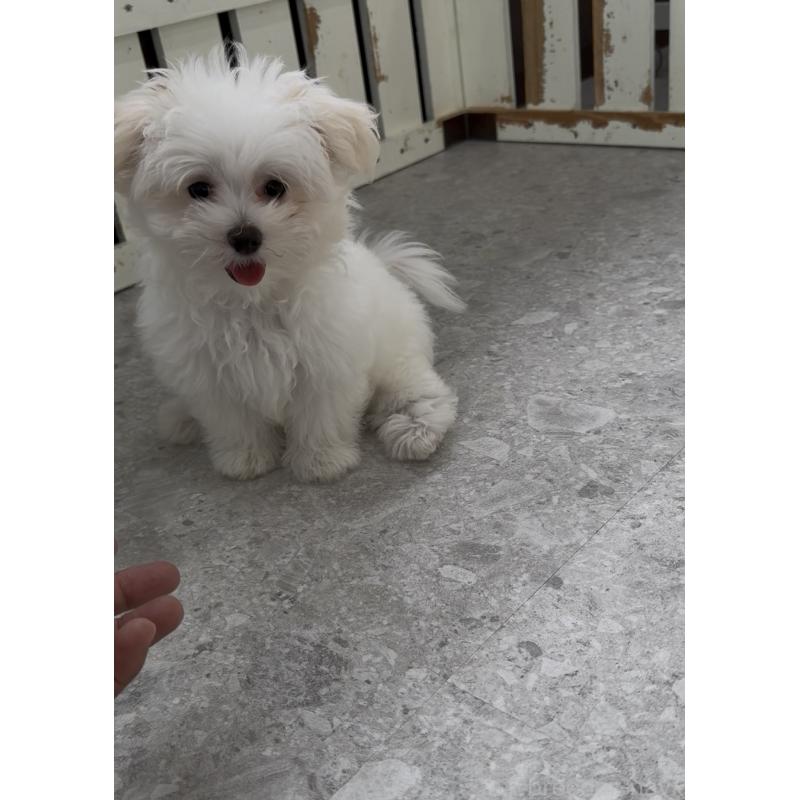 成約済の福岡県のポメマル:ポメラニアン×マルチーズ-407170の3枚目