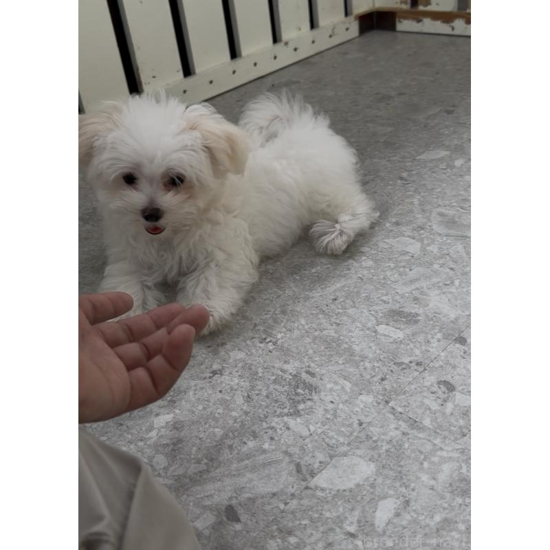 成約済の福岡県のポメマル:ポメラニアン×マルチーズ-407170の2枚目