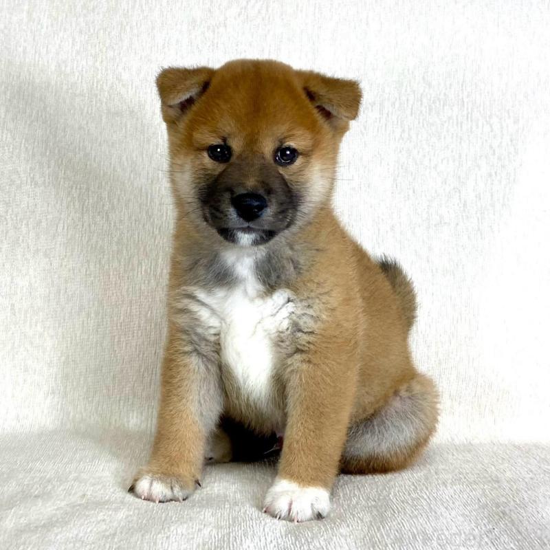 販売中の茨城県の柴犬-417367の2枚目