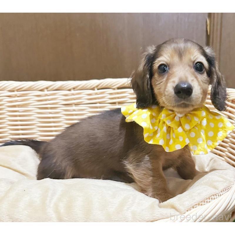 販売中の埼玉県のカニンヘンダックスフンド(ロングヘアード)-417370の3枚目