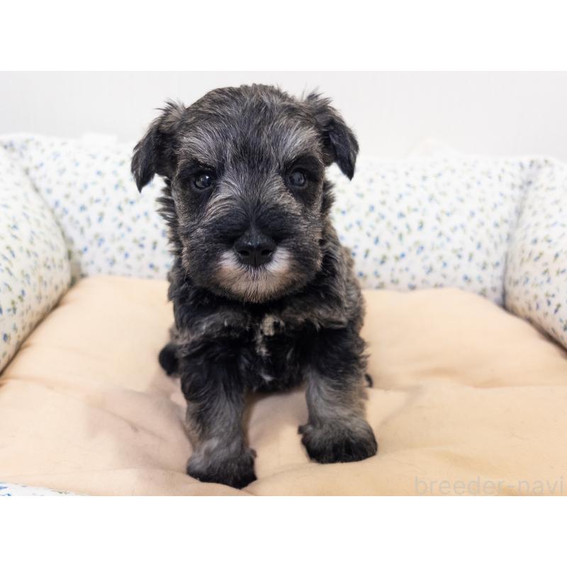 販売中の神奈川県のミニチュアシュナウザー-413943の7枚目