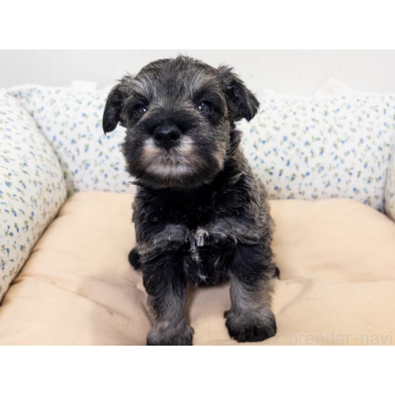 販売中の神奈川県のミニチュアシュナウザー-413943の6枚目