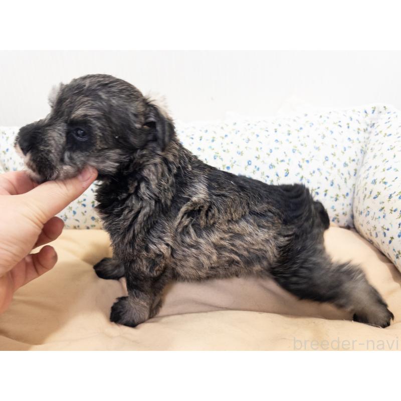 販売中の神奈川県のミニチュアシュナウザー-413943の5枚目