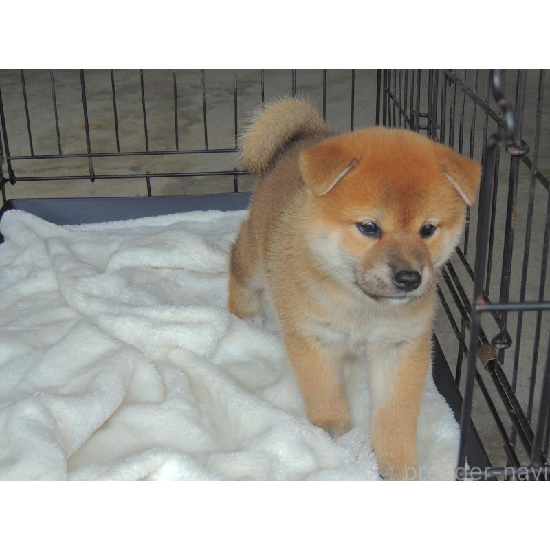 販売中の岡山県の柴犬-417375の3枚目