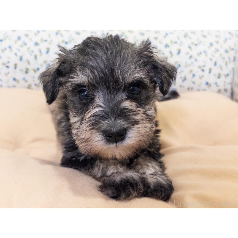 成約済の神奈川県のミニチュアシュナウザー-413940の7枚目