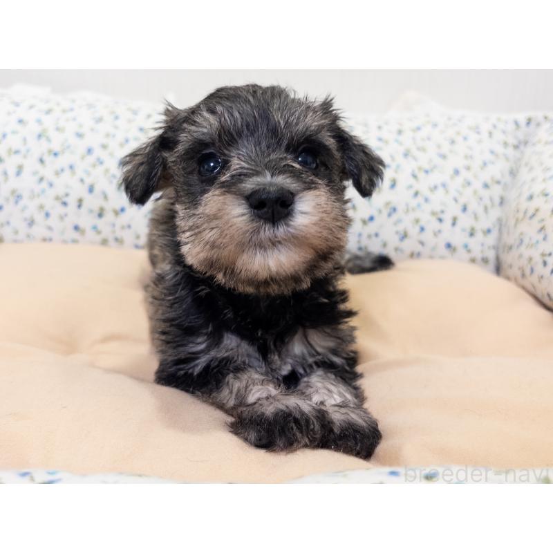 成約済の神奈川県のミニチュアシュナウザー-413940の6枚目