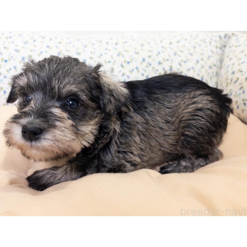 成約済の神奈川県のミニチュアシュナウザー-413940の5枚目