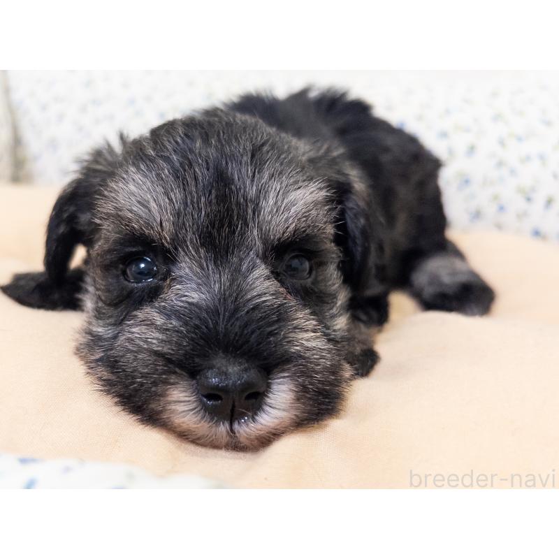 成約済の神奈川県のミニチュアシュナウザー-413941の7枚目