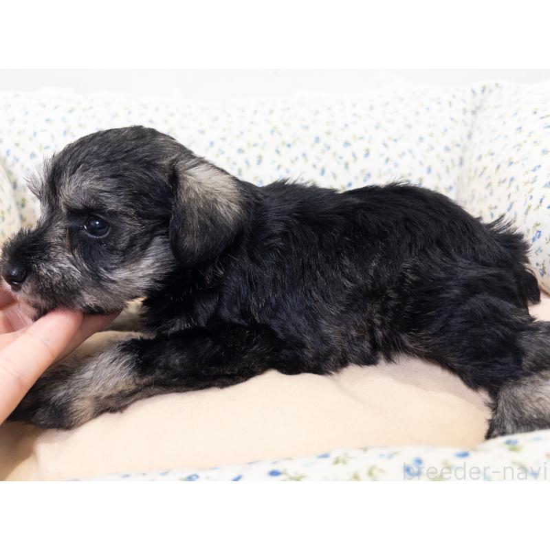 成約済の神奈川県のミニチュアシュナウザー-413941の6枚目