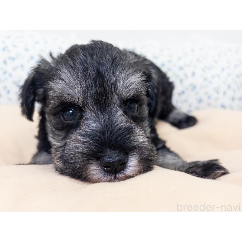 成約済の神奈川県のミニチュアシュナウザー-413941の5枚目