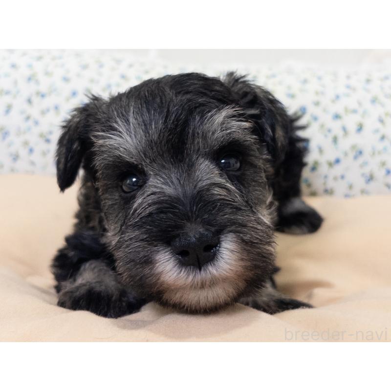 販売中の神奈川県のミニチュアシュナウザー-413944の8枚目