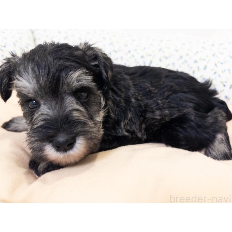 販売中の神奈川県のミニチュアシュナウザー-413944の7枚目