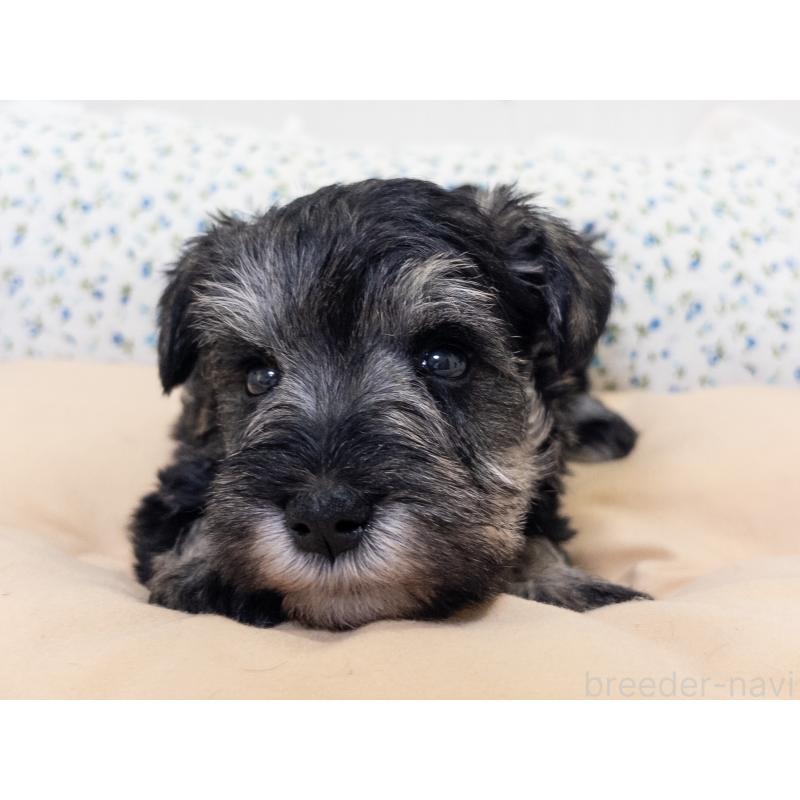 販売中の神奈川県のミニチュアシュナウザー-413944の6枚目