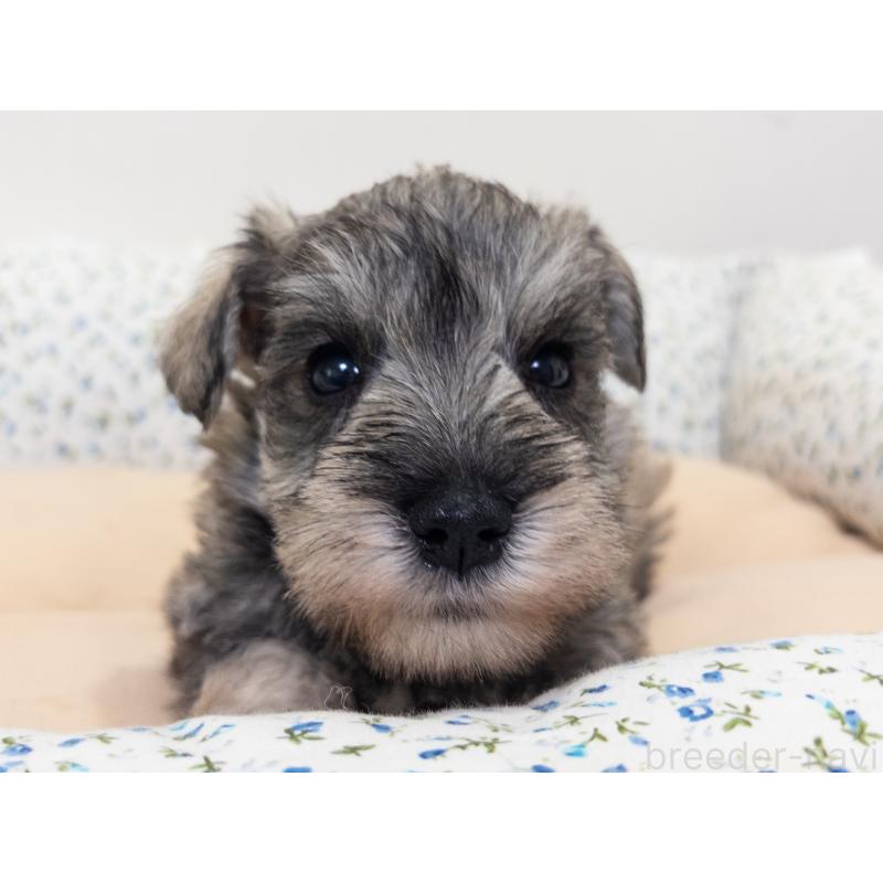 販売中の神奈川県のミニチュアシュナウザー-413942の7枚目