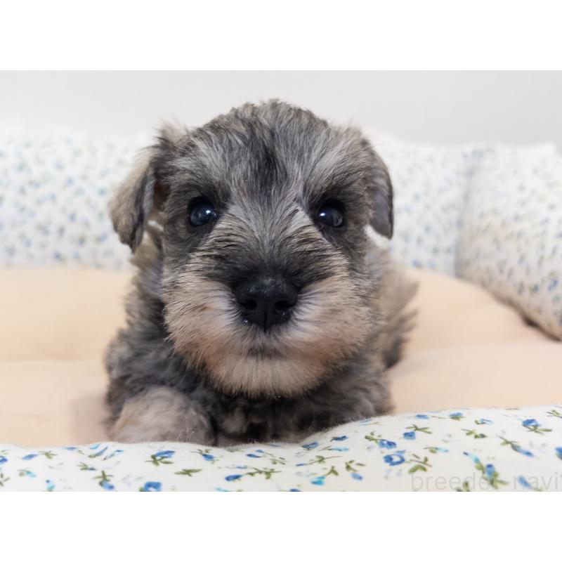 販売中の神奈川県のミニチュアシュナウザー-413942の6枚目