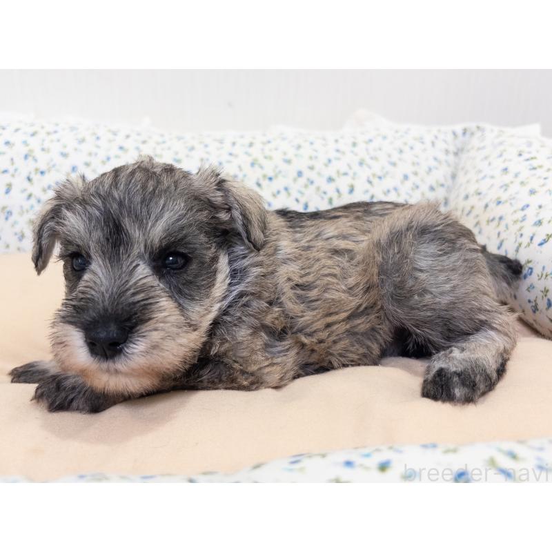 販売中の神奈川県のミニチュアシュナウザー-413942の5枚目