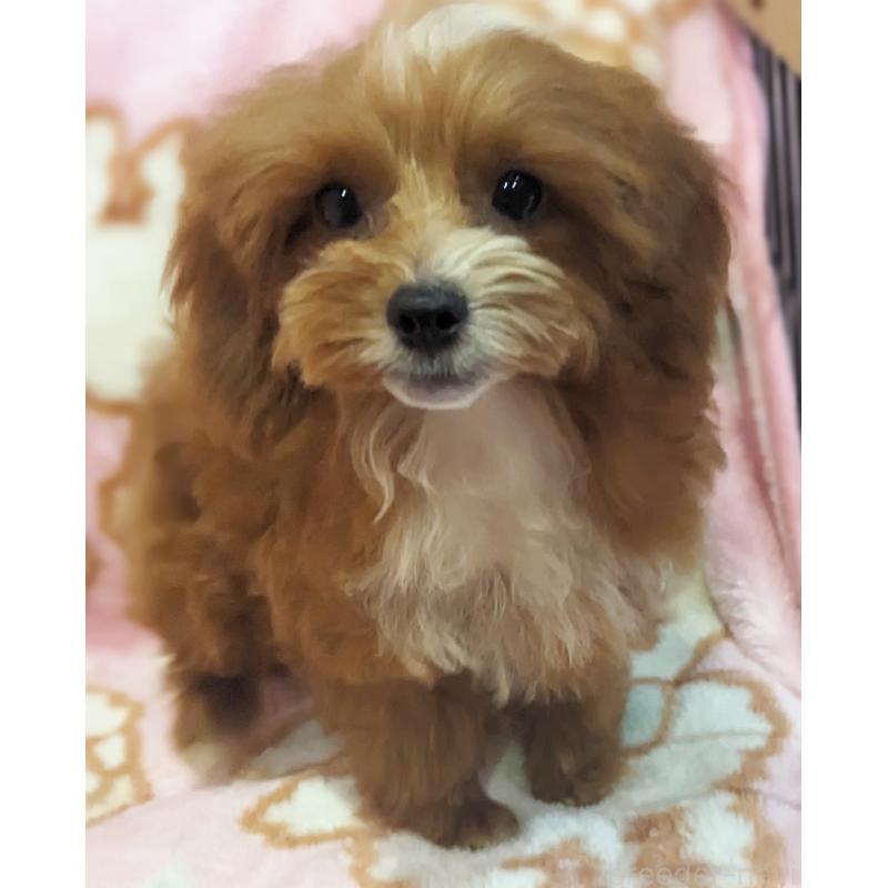 販売中の静岡県のミックス犬-406300の2枚目