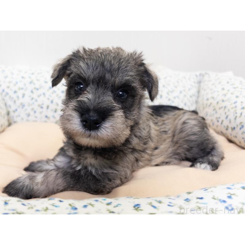 成約済の神奈川県のミニチュアシュナウザー-413939の8枚目