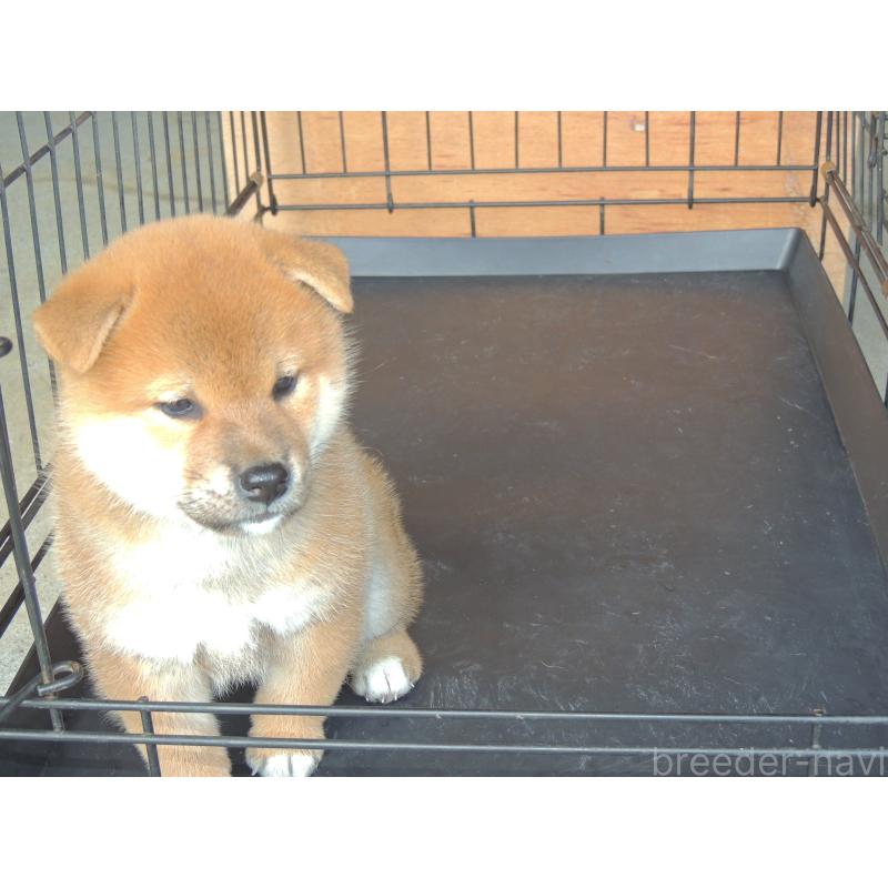 販売中の岡山県の柴犬-417375の2枚目